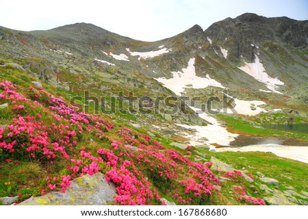 Pink mountain flowers scattered on green slope