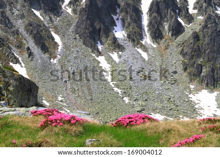 Mountain flowers on the rocky slopes in sunny day