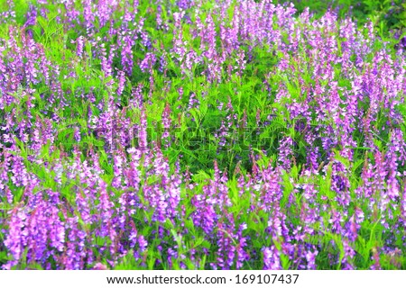 Fresh mauve flowers scattered on green meadow