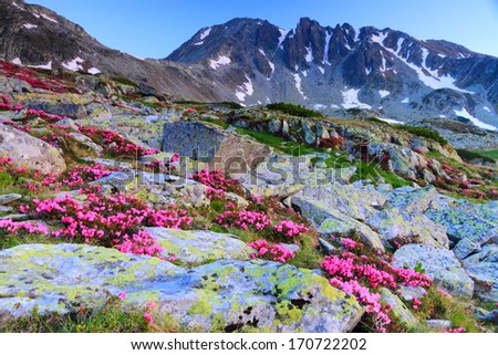 Early morning on the mountain with red flowers scattered on rocks