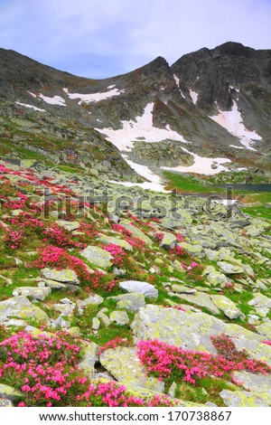 Red flowers scattered on green mountain slope
