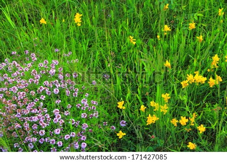 Small yellow flowers scattered on green meadow