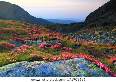 Sunset light over red flowers scattered on the mountain slope