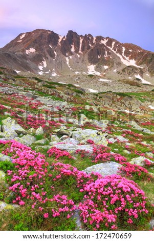 Mountain flowers scattered on green slope before sunrise