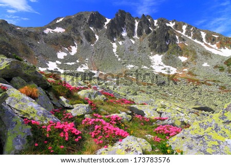 Red flowers on granite boulders scattered on the valley