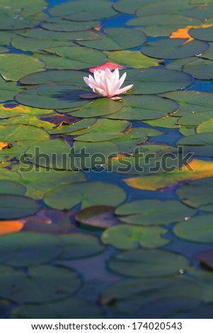 Isolated water lily on clear waters of a mountain lake