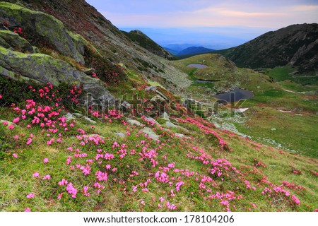 Pink mountain flowers scattered on green slope