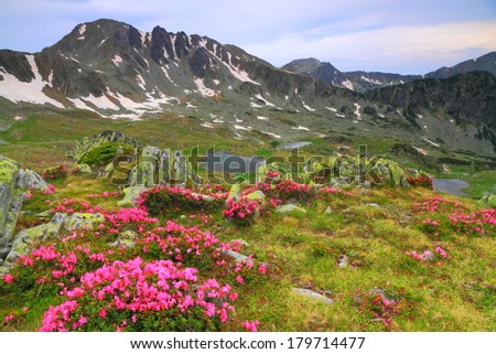 Cloudy day with pink mountain flowers scattered on green slope