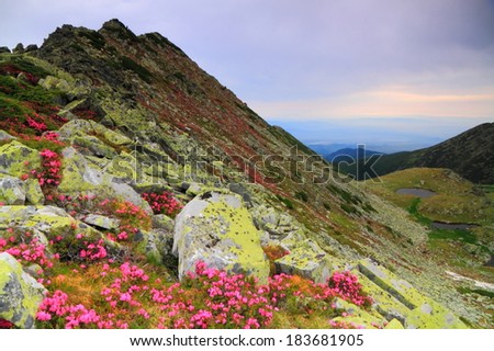 Overcast day on the mountains scattered with red rhododendron flowers