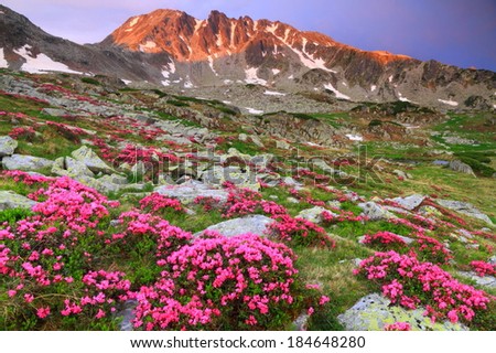 Sunrise on the mountain with flowers scattered on the valley