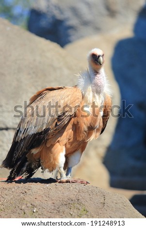 Large bird of prey resting on a sunny rock