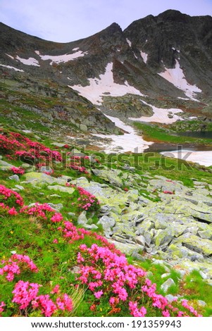 Pink mountain flowers scattered on green slope in cloudy day