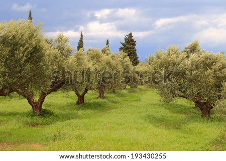 Greek orchard of olive trees