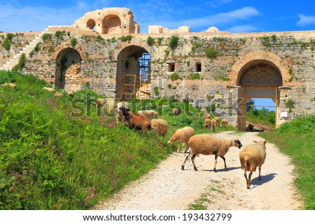 Herd of sheep roaming near the walls and gates of ancient Nicopolis, Greece