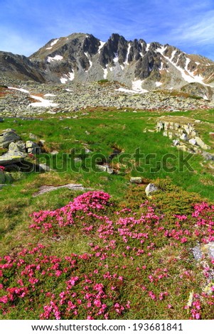 Pink flowers scattered on green meadow and tall mountains in the background
