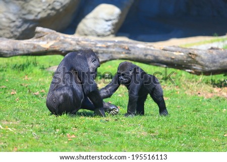 Group of gorillas playing in the grass