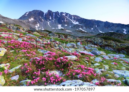 Down on the mountain with flowers scattered amongst rocks