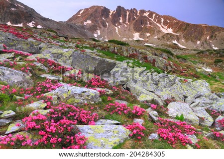 Early morning on the mountain and red flowers scattered on rocks