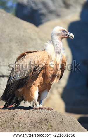 Large bird of prey on sunny rock
