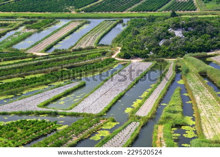 Green land surrounded by water and used for agriculture in the Neretva delta, Croatia