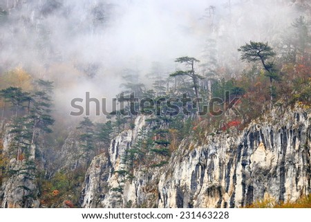 Distant trees surrounded by thin fog on the limestone ridge
