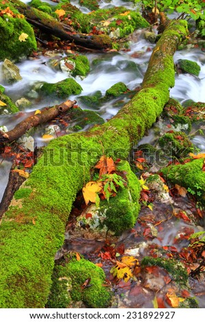 Dead tree fallen across a stream of water and moss covered rocks in autumn