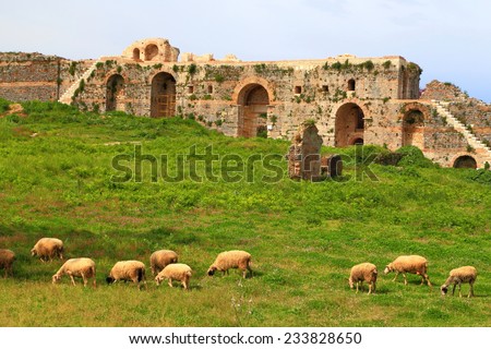 Sheep herd on a green meadow near the walls and gates of ancient Roman town of Nicopolis, Greece