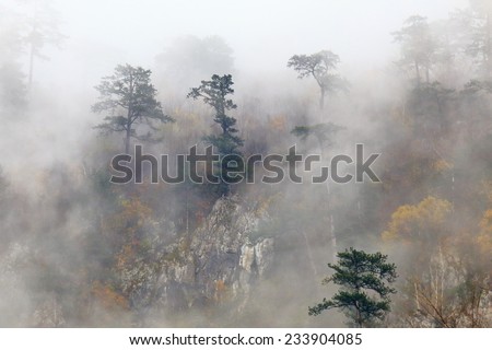 Autumn forest with distant trees emerging from under the morning mist