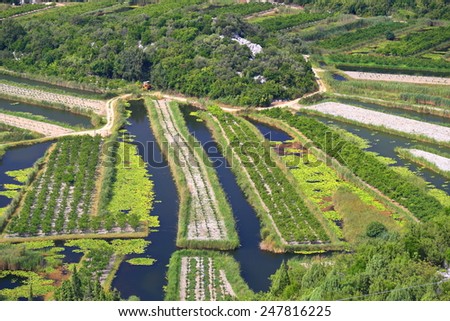 Long lines of water canals and green land, Neretva delta, Croatia