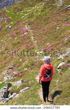 Young hiker woman walks a trail on the mountain side amongst red flowers