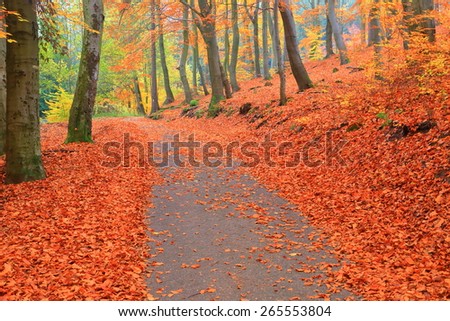 Autumn forest above an alley surrounded by orange leaves, Karlovy Vary, Czech Republic