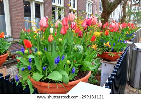 Colorful tulips decorate a sidewalk in Amsterdam, Holland