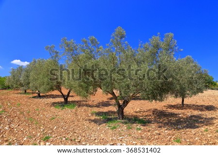 Sunny orchid of olive trees on dry land in Greece