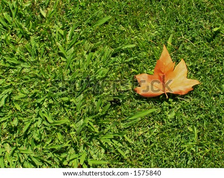 stock photo : A single leaf fallen on grass