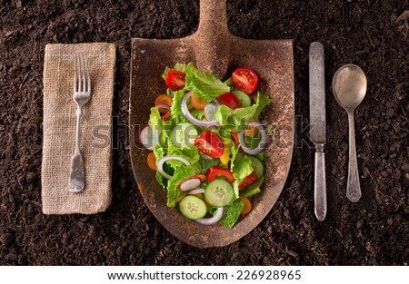 Garden salad organic farm to table healthy eating concept on soil background.