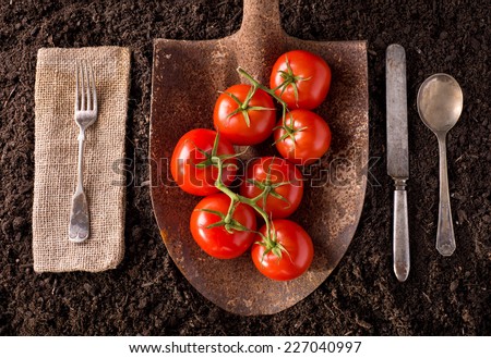 Tomatoes organic farm to table healthy eating concept on soil background.