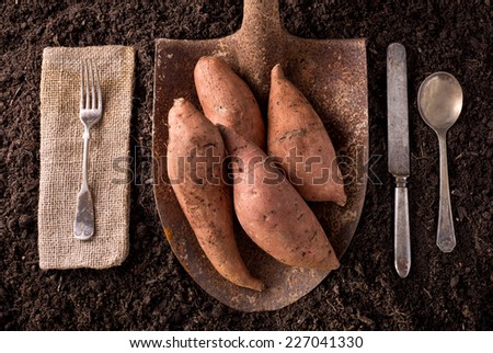 Sweet potato yams organic farm to table healthy eating concept on soil background.