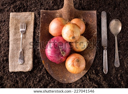 Onions organic farm to table healthy eating concept on soil background.