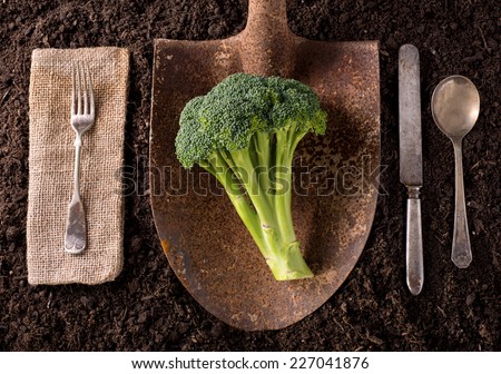 Broccoli organic farm to table healthy eating concept on soil background.