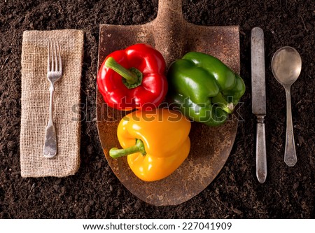 Bell Peppers organic farm to table healthy eating concept on soil background.