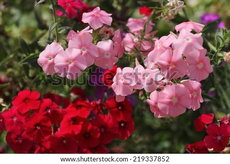red and pink flowers close up on blurred green background