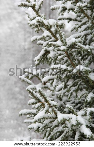 spruce branches with snow in winter forest in the background blurred plan