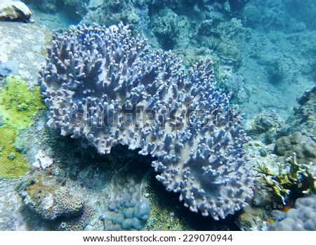 sprigs of white coral in the South China Sea