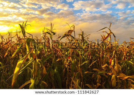 Photo of a corn field at sunset