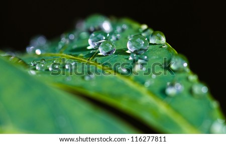 close-up of leaves with raindrops