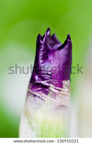 purple iris flower bud setting up for a grand opening in summertime