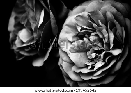 two roses in black and white