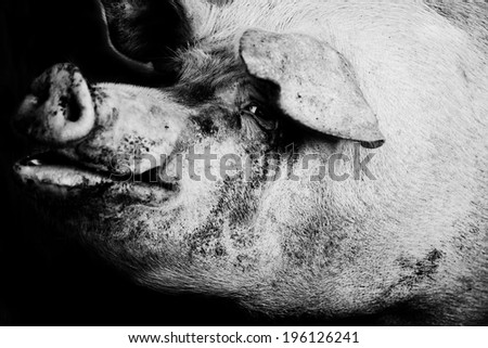 portrait of a pet pig on a farm