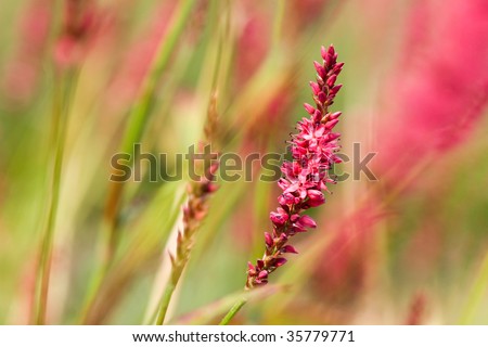 fleece flower (persicaria amplexicaulis)