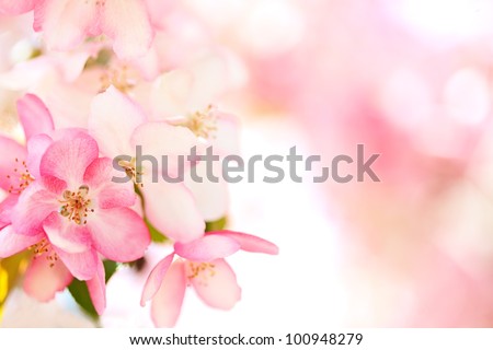 Sakura flowers blooming. Beautiful pink cherry blossom